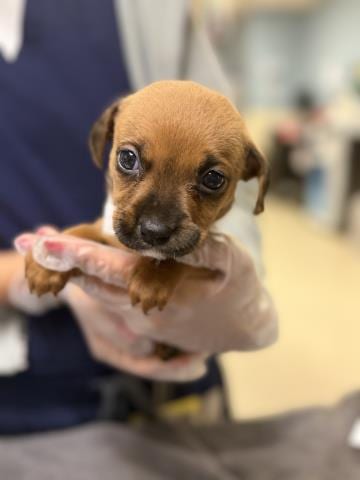 Photo of Mocha, adoptable Chihuahua in Riverside, California