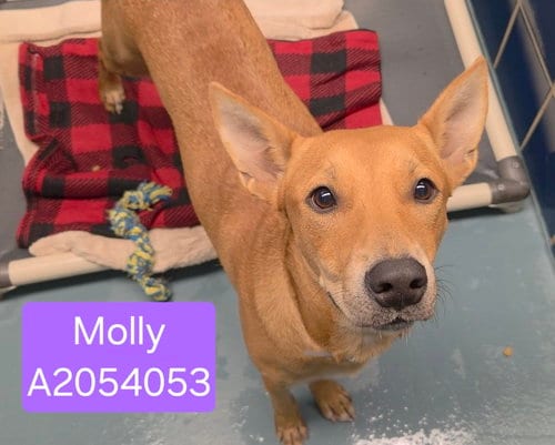 Photo of Molly, adoptable German Shepherd Dog in Houston, Texas