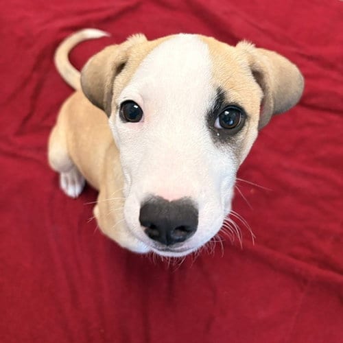 Photo of Cinnamon the Puppy, adoptable Pit Bull Terrier in Burlingame, California