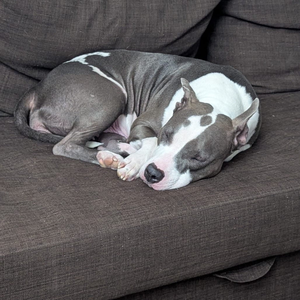 Photo of Marmalade** D67269, adoptable Terrier, American Pit Bull / None in Minnesota, Minnesota
