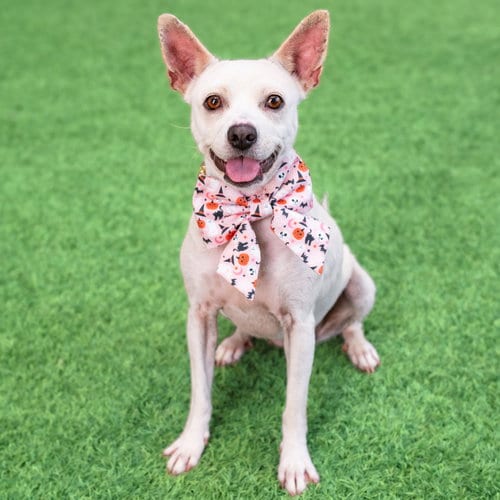 Photo of Abigail, adoptable Terrier in Burlingame, California