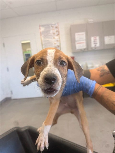 Photo of Tristian, adoptable American Pit Bull Terrier in Mesa, Arizona