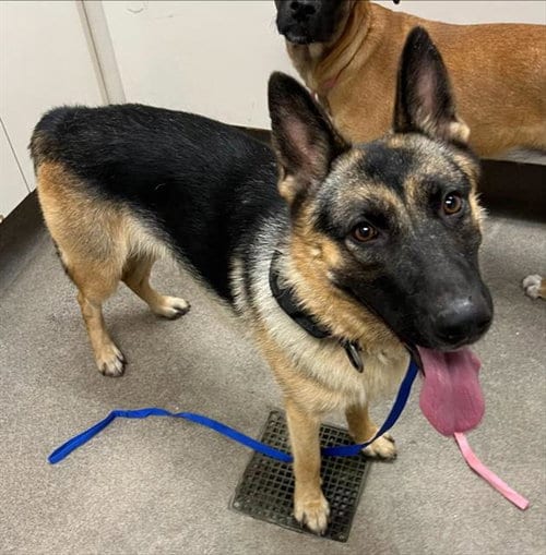 Photo of Cora, adoptable German Shepherd Dog in HESPERIA, California
