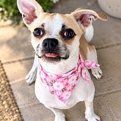 Photo of Lilly, adoptable Pug Beagle in Phoenix, Arizona
