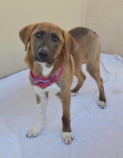Photo of Muffler, adoptable Great Pyrenees in McKinney, Texas