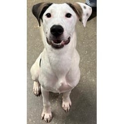 Photo of Laken, adoptable Golden Retriever Pointer in San Antonio, Texas