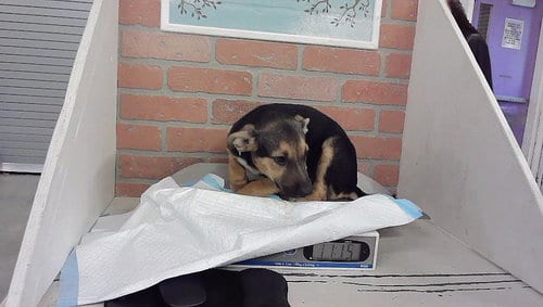 Photo of Patty, adoptable Staffordshire Bull Terrier in Houston, Texas