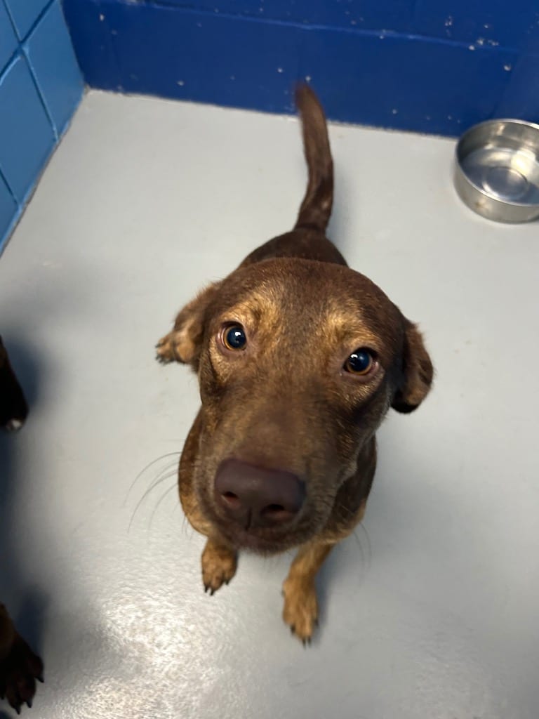 Photo of Bourbon, adoptable Cattle Dog in Hartsville, South Carolina