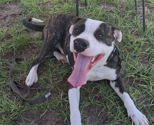 Photo of Fergus, adoptable American Pit Bull Terrier in Ocala, Florida