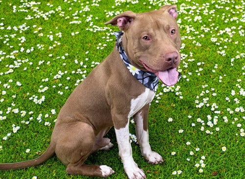 Photo of Myko, adoptable Staffordshire Bull Terrier in Ft Lauderdale, Florida