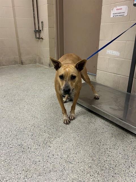 Photo of A433369, adoptable American Pit Bull Terrier in Conroe, Texas