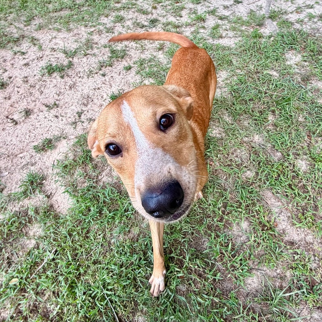 Photo of Jethro 🐾, adoptable Mixed Breed (Medium) in Milton, Florida