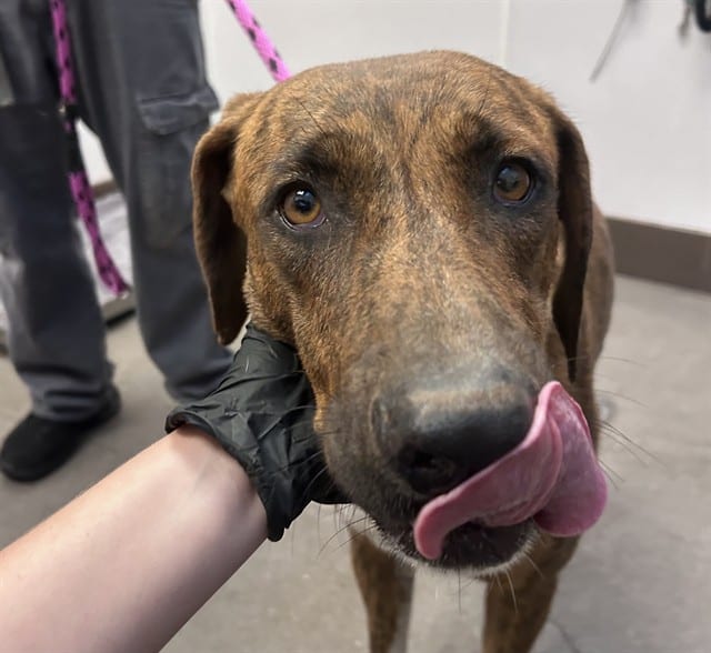 Photo of Olivia, adoptable dog