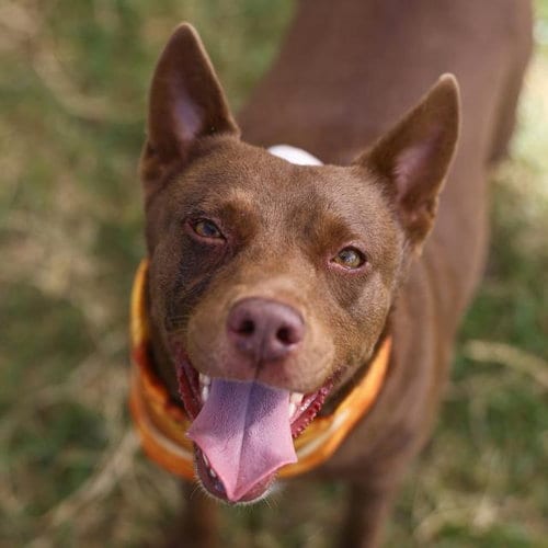 Photo of Hershey, adoptable American Staffordshire Terrier in San Antonio, Texas
