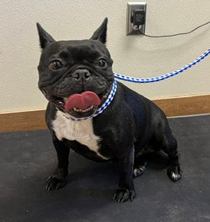 Photo of Onyx, adoptable French Bulldog in Norco, California