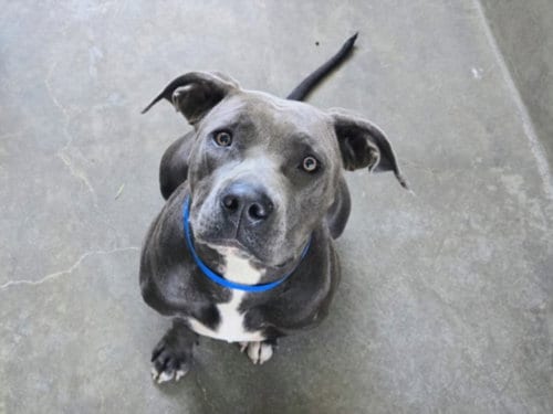 Photo of Velvet, adoptable Staffordshire Bull Terrier in Van Nuys, California