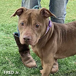 Photo of Fred Jr., adoptable Pit Bull Terrier in Washington, Georgia