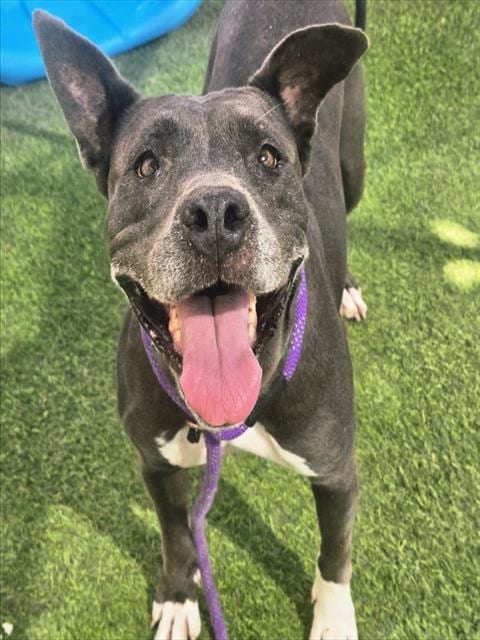 Photo of Martini, adoptable American Pit Bull Terrier in Phoenix, Arizona