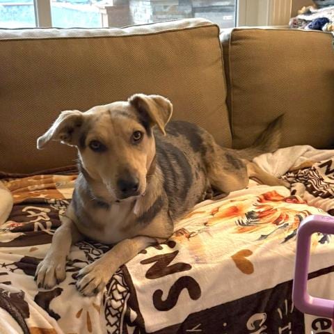Photo of Layla, adoptable Labrador Retriever in Conroe, Texas