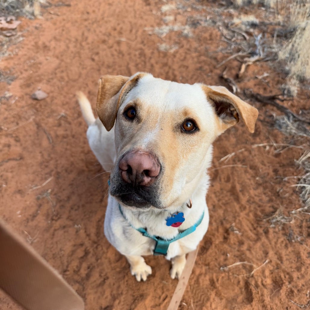 Photo of Baja Blast, adoptable Retriever, Labrador / Mix in Kanab, Utah