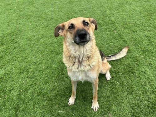 Photo of Gretchen, adoptable German Shepherd Dog in Grand Prairie, Texas
