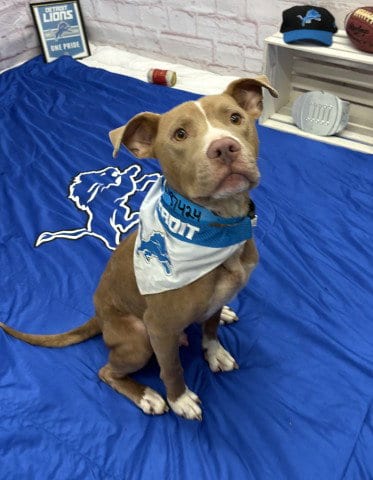 Photo of Bullet, adoptable Pit Bull Terrier in Detroit, Michigan