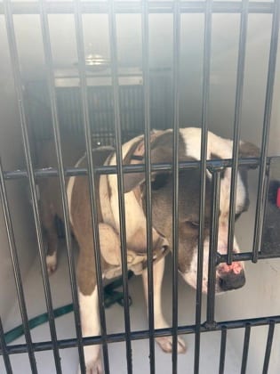 Photo of Pauly, adoptable dog in Atlanta, Georgia
