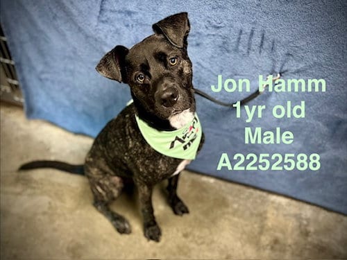 Photo of Jon Hamm, adoptable Pit Bull Terrier in Chatsworth, California