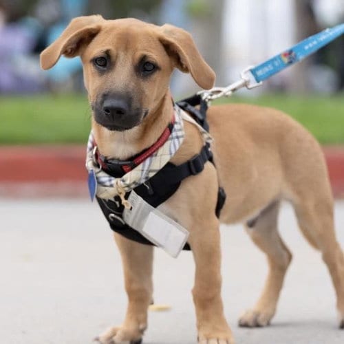 Photo of Lego Pup - Dino, adoptable Chihuahua in San Diego, California