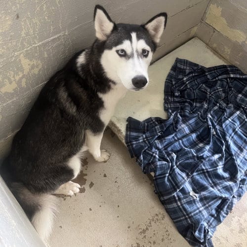 Photo of Dixie Hope, adoptable Husky in Yardley, Pennsylvania