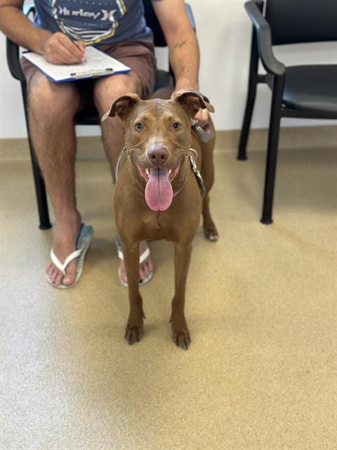 Photo of Zeluma, adoptable Labrador Retriever in West Palm Beach, Florida