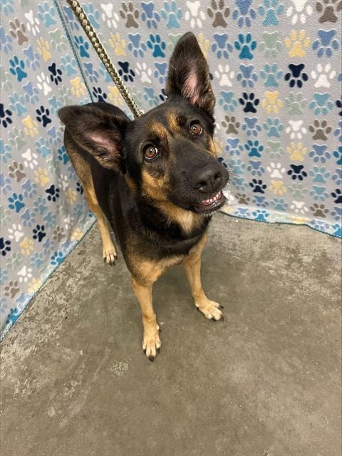 Photo of Royal, adoptable German Shepherd Dog in Rosenberg, Texas