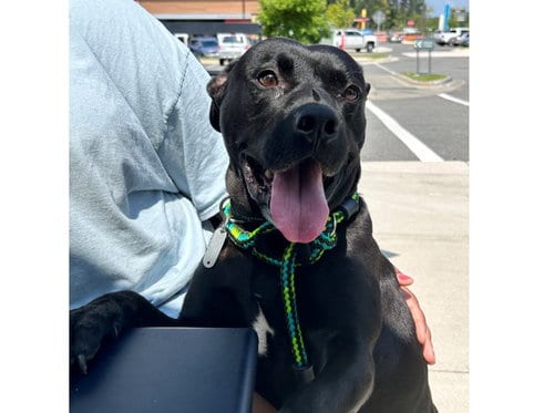 Photo of Keylow, adoptable Pit Bull Terrier in Chapel Hill, North Carolina