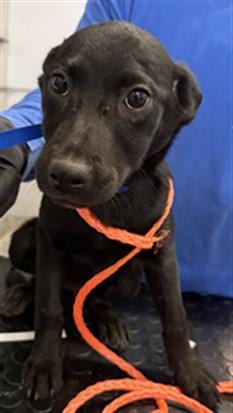 Photo of A888922, adoptable Australian Cattle Dog/Blue Heeler in Camarillo, California