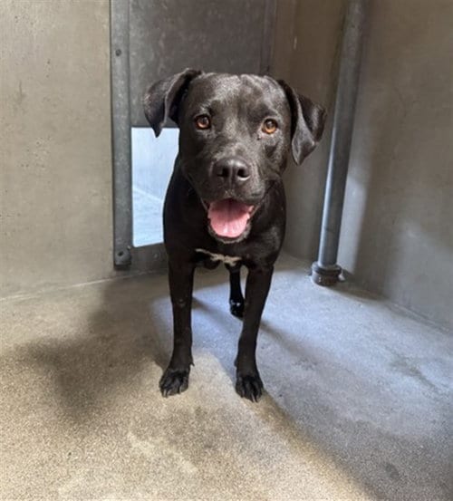 Photo of Suki, adoptable Pit Bull Terrier in San Bernardino, California