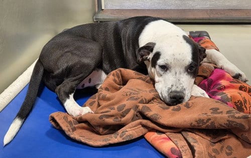 Photo of Kendall, adoptable American Staffordshire Terrier in Bakersfield, California
