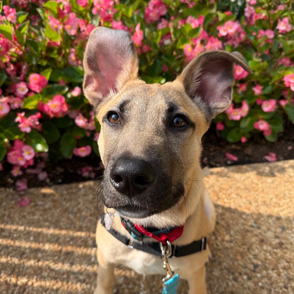 Photo of Tate, adoptable Shepherd in Fairfax Station, Virginia