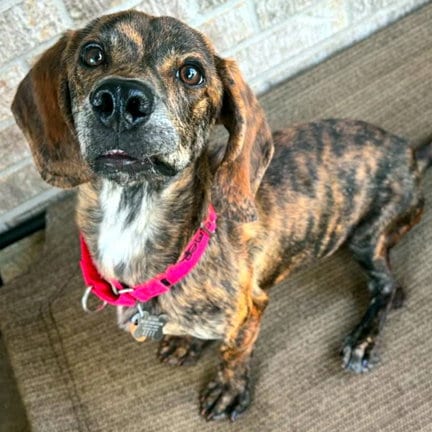 Photo of Dreamer, adoptable Basset Hound in Milmay, New Jersey