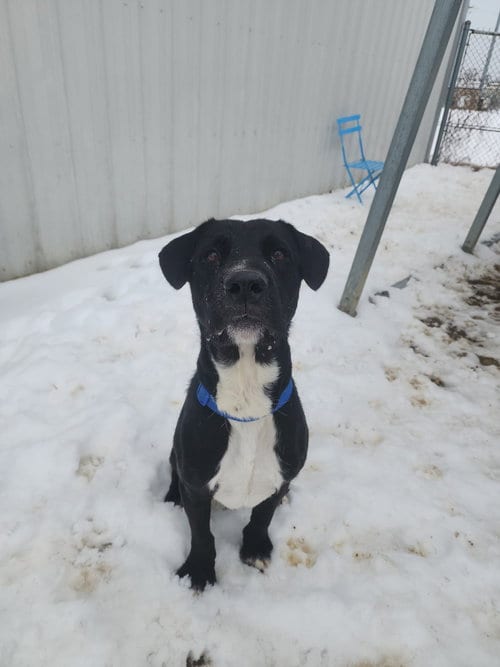 Photo of Cosmo, adoptable Labrador Retriever in Evansville, Indiana