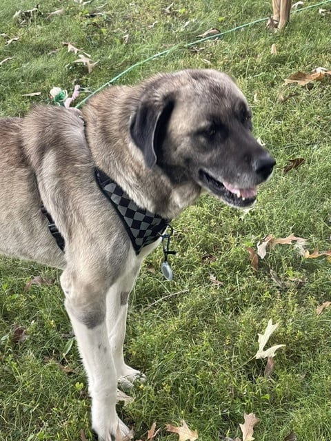 Photo of Oso, adoptable Anatolian Shepherd in Herndon, Virginia