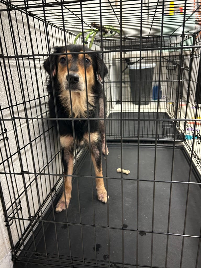 Photo of Blakely - AWAITING TRIAGE, adoptable Mixed Breed in Chickamauga, Georgia