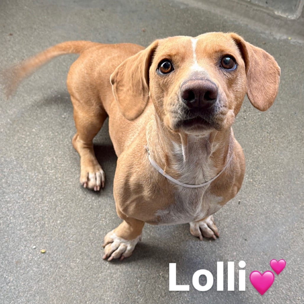 Photo of Lolli A5804941, adoptable Hound, Basset / Dachshund in Hayden, Idaho