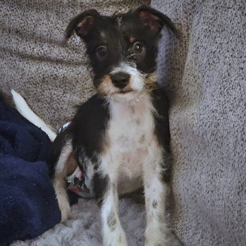 Photo of Zennia (GA), adoptable Rat Terrier in Atlanta, Georgia