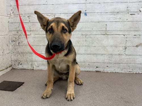 Photo of Pablo, adoptable German Shepherd Dog in San Bernardino, California