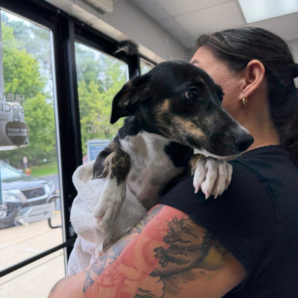 Photo of Sassy, adoptable Mixed Breed (Small) in Grand Rapids, Michigan