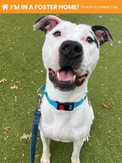 Photo of Flint (Chase), adoptable dog in Baltimore, Maryland