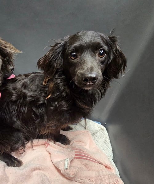 Photo of Harmony, adoptable Dachshund in Humble, Texas
