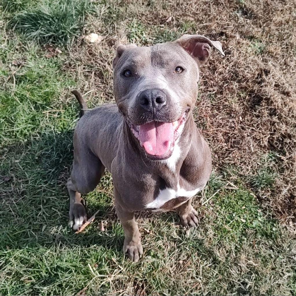 Photo of Nadia, adoptable Terrier, American Pit Bull / Mix