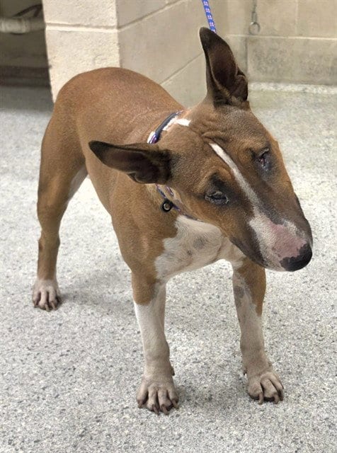 Photo of Echo, adoptable Bull Terrier in Conroe, Texas