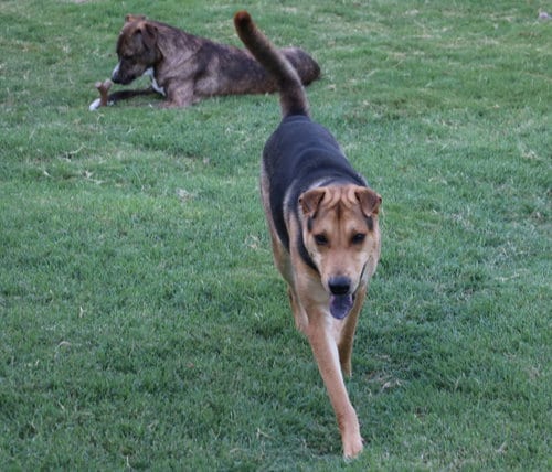 Photo of Butters, adoptable Shepherd in Pflugerville, Texas